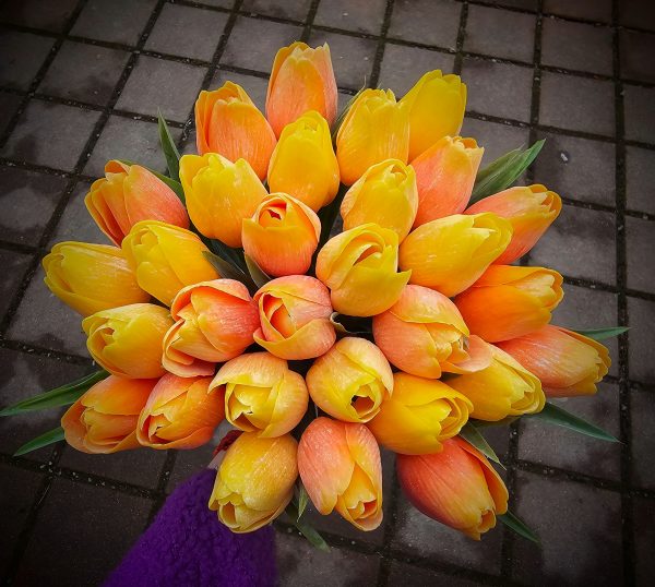 Kytica tulipánov